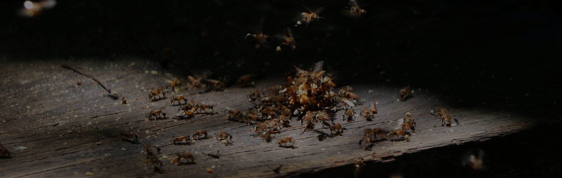 Pest Control Services